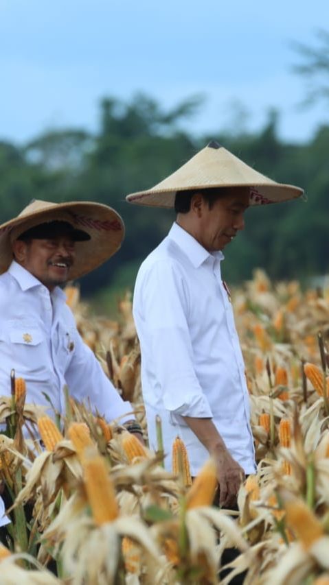 Jokowi Pastikan Program Food Estate Keerom Berkembang Baik