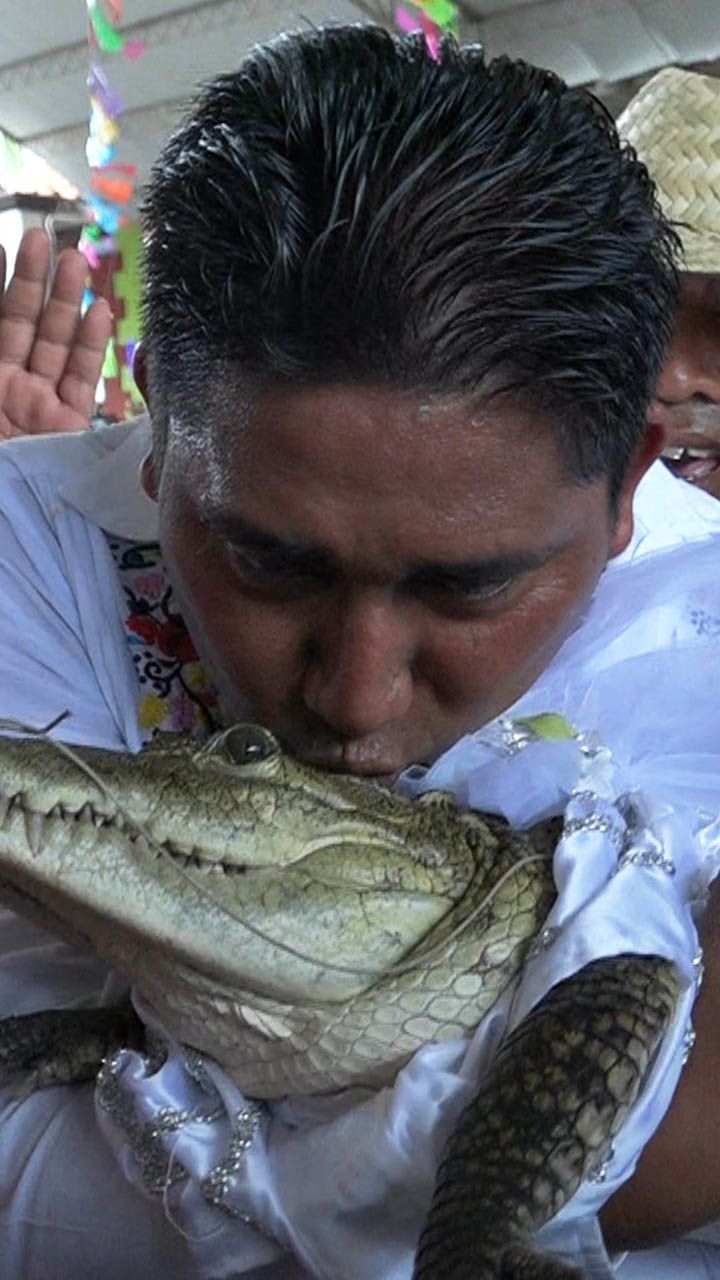 Demi Panen Melimpah, Wali Kota di Meksiko Nikahi Buaya Betina