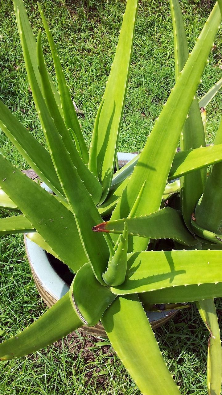 Manfaat Lidah Buaya untuk Muka, Melembapkan hingga Obati Jerawat