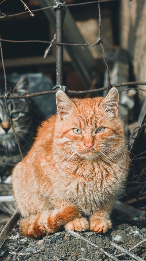 Efek Gigitan Kucing Liar, Ketahui Cara Mengatasinya