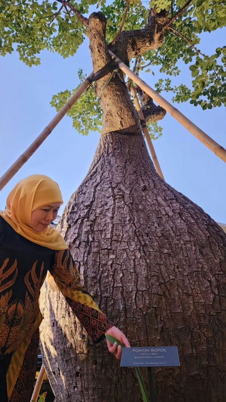 Gubernur Jatim Pamerkan Pohon Botol Berusia 2 Abad, Ini Potret Uniknya