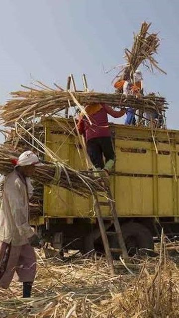 Program Makmur Jadi Upaya Kejar Target Swasembada Gula, Produktivitas Tebu Naik Jadi Segini