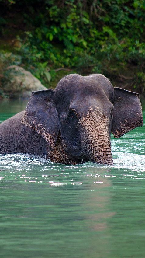 Yayasan Kitong International Kolaborasi Garap Film Gajah Liar