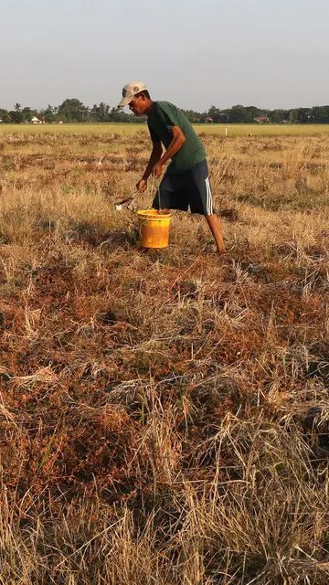 Pemkab Banyumas Optimistis Padi di Wilayahnya Selamat dari Kekeringan, Ini Penjelasannya