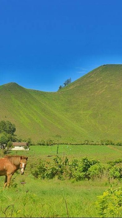 Eksotisme Kawah Wurung Bondowoso, Miniatur Gunung Bromo Mirip Bukit Teletubbies