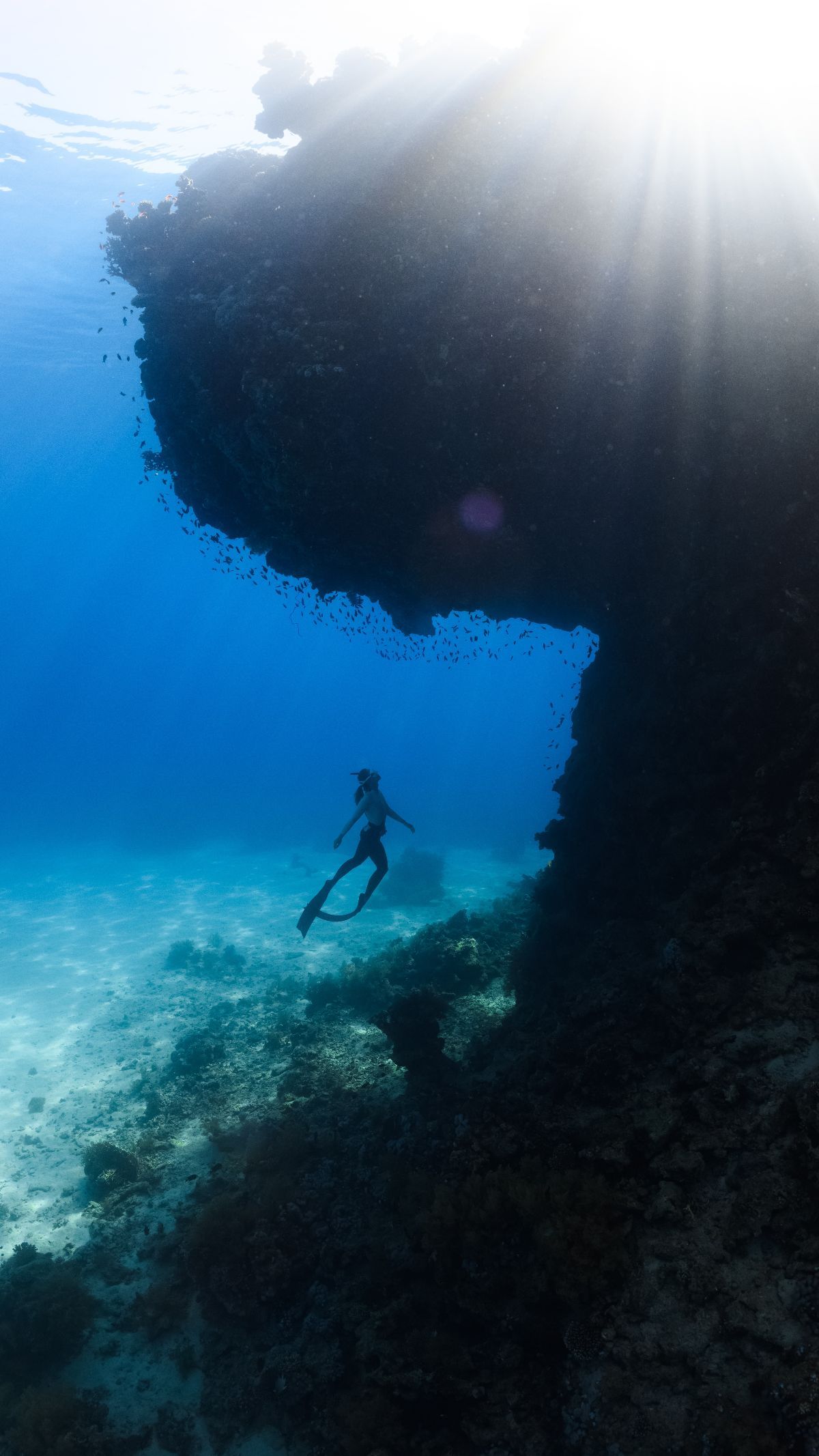 Ilmuwan Temukan Spesies Baru Monster Laut dengan 20 Lengan, Begini Bentuknya