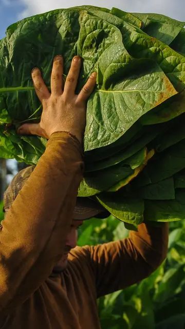 Potensi Cuan Tembakau dan Kopi Lumajang, Luas Lahan Lebih dari Lima Ribu Hektare