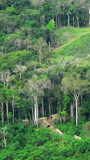 5 Kota dengan Kualitas Udara Paling Bersih di Indonesia