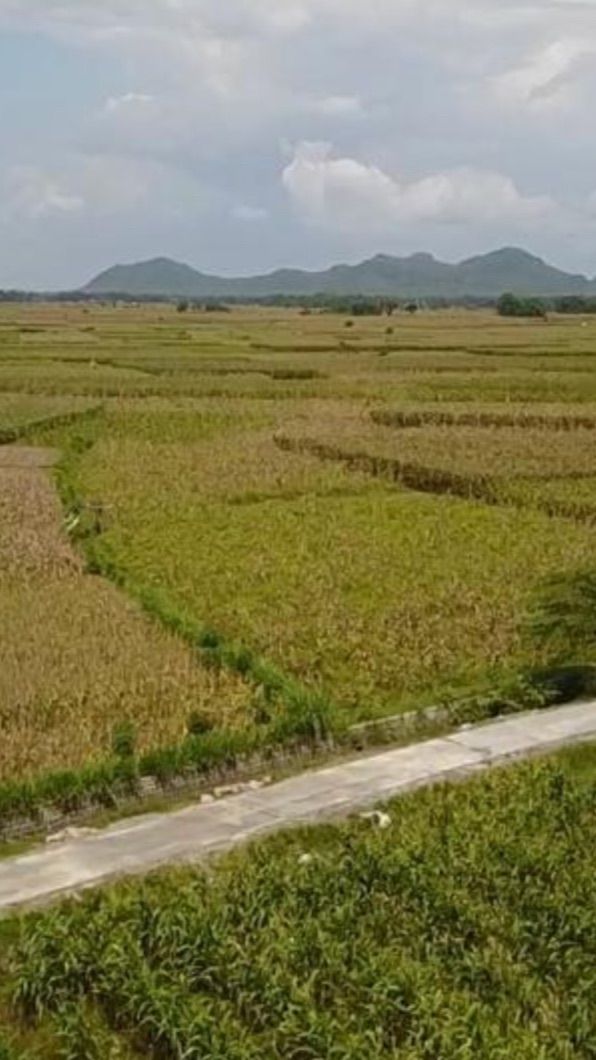 JUT Dongkrak Produktivitas dan Kesejahteraan Petani Temanggung