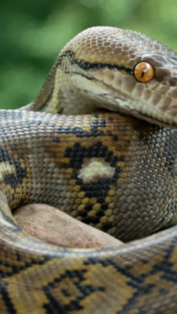 Geger Piton Raksasa Penunggu Kebun Pak Kades di Sulawesi, Tak Dikasih Ampun Warga Usai Ditangkap