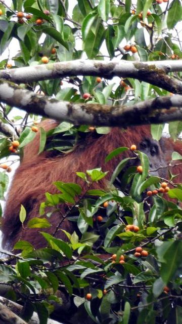 Kisah Dua Orang Utan Sumatera Korban Perdagangan Ilegal, Kini Belajar di Sekolah Hutan