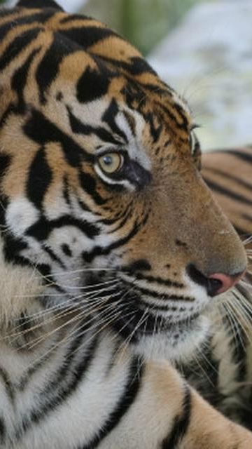 Teror Harimau di Desa Batang Bikin Gemeteran, Ada yang 'Bertamu' ke Rumah hingga Nyebur Septic Tank