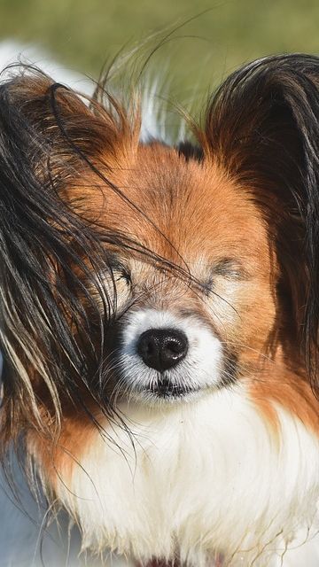 23 Agustus Peringatan Hari Anjing Buta Internasional, Ini Fakta Menariknya