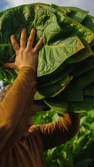 Menelusuri Sejarah Daun Emas Madura, Tembus Pasar Eropa pada Masa Perang Dingin