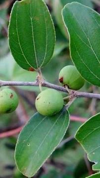 9 Manfaat Daun Bidara untuk Kesehatan Tubuh, Tanaman Herbal yang Disebutkan dalam Al-Quran