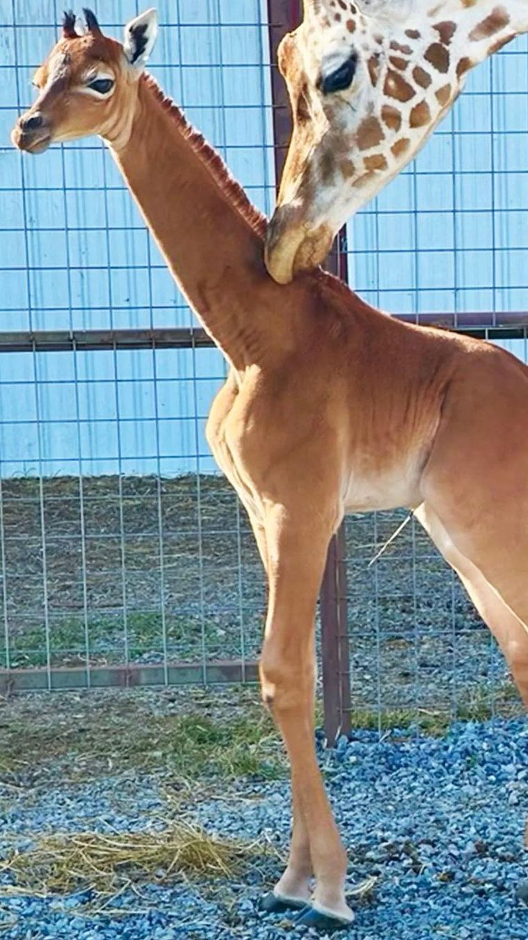 Momen Langka Bayi Jerapah Tanpa Totol Putih Lahir di Kebun Binatang Tennessee AS, Jadi Satu-Satunya di Dunia!