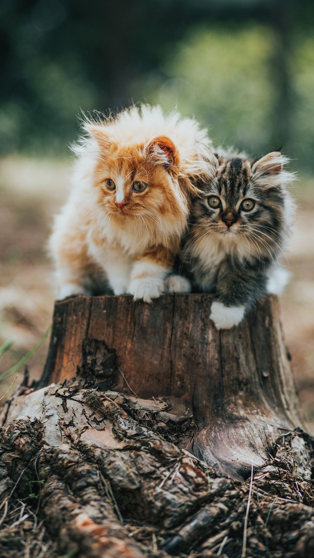 6 Alasan Bulu Kucing Rontok dan Cara Mengatasinya