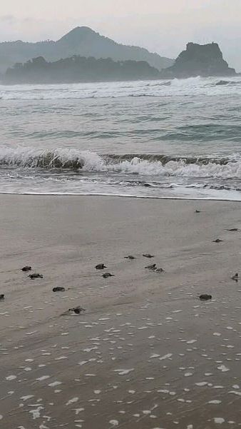 Mengunjungi Pantai Kili-Kili di Trenggalek, Jadi Lokasi Penyu Bertelur