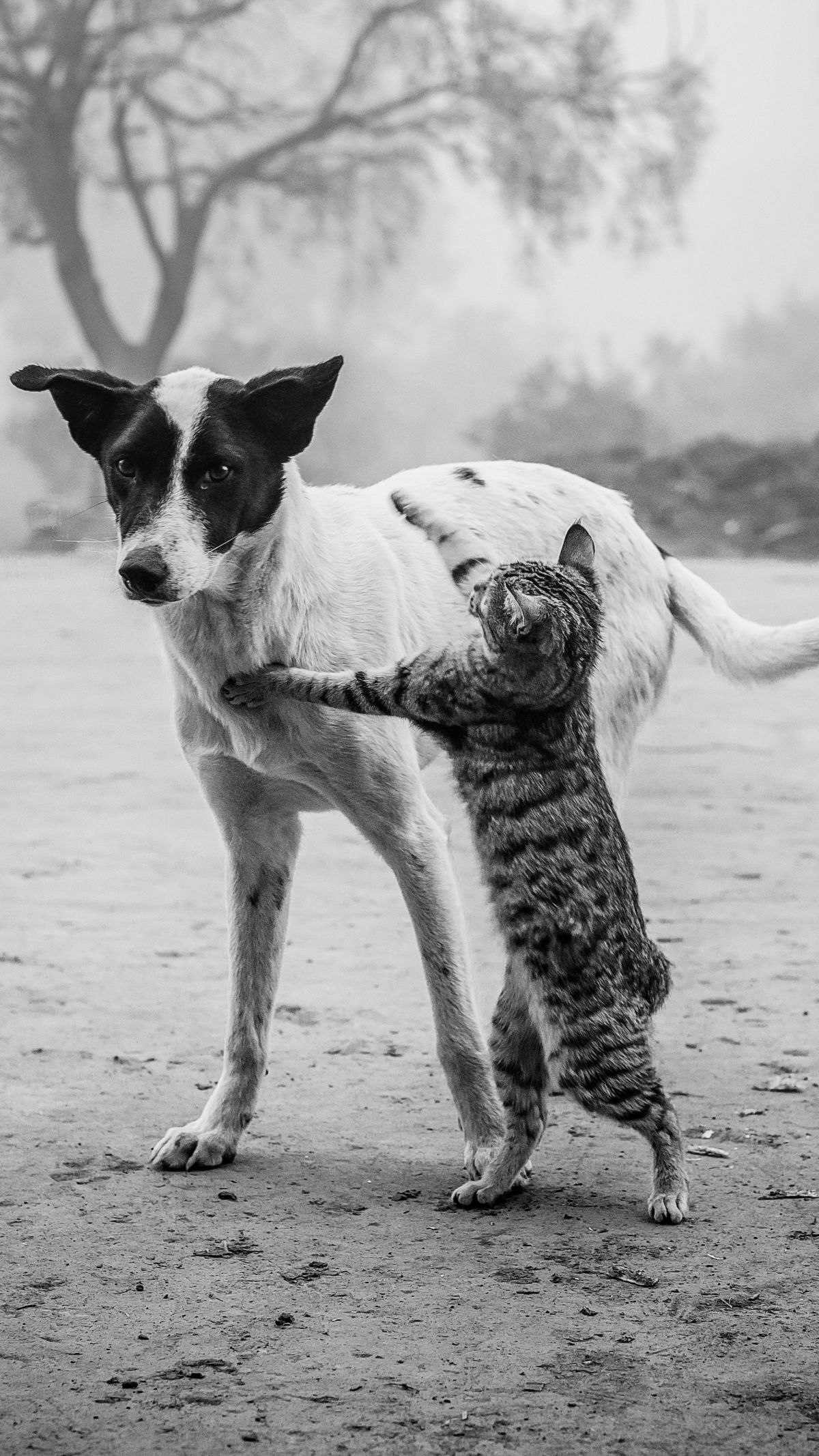 Diabetes Juga Bisa Dialami Anjing dan Kucing, Kenali Penyebab dan Gejalanya