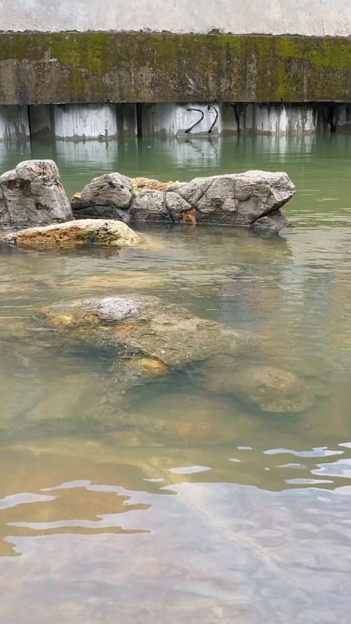 Penampakan Batu Malin Kundang 'Tenggelam', Kondisinya Seperti Kolam dan Dipenuhi Banyak Ikan