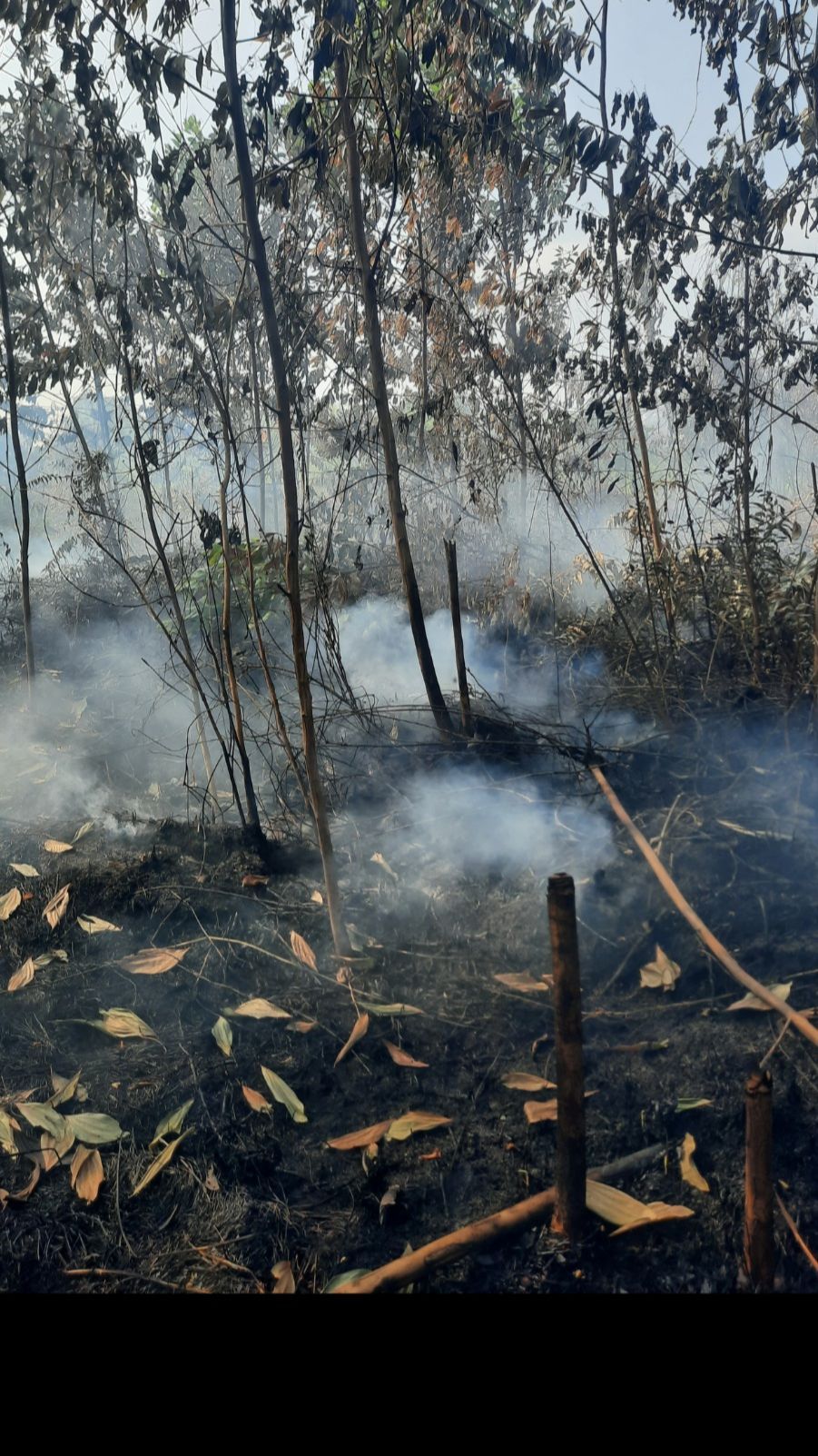 Miris, Asap Kebakaran Lahan di Kampar Riau Kepung Gedung Sekolahan