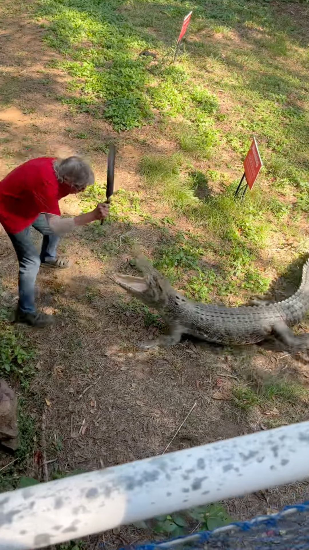 Tak Disangka! Kakek Ini Usir Buaya Besar Mau Masuk Rumahnya Pakai Penggorengan