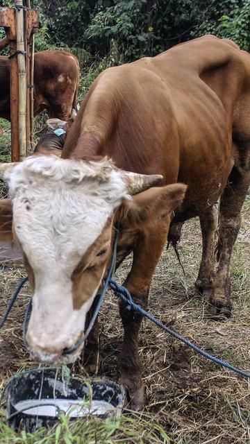 Produk Makanan Berbasis Daging Sapi Asal Indonesia Ditolak Malaysia, Ternyata Ini Penyebabnya