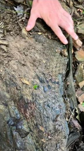 Fosil Misterius Bersisik Ditemukan di Pinggir Sungai, Ternyata Bukan Sisik Hewan