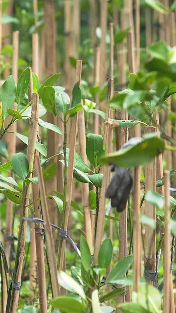 Polda Sumut Sikat Habis Pembalak Mangrove, Pemilik Dapur Arang Lakukan Ini