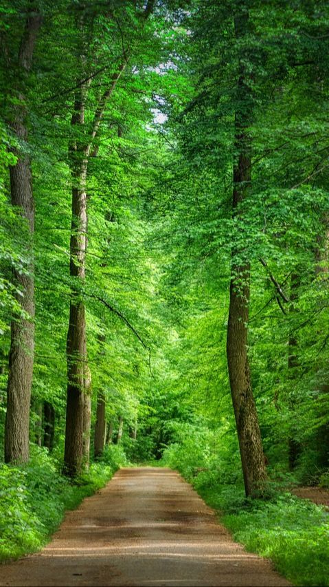 7 Agustus Peringatan Hari Hutan Indonesia, Ketahui Sejarah dan Upaya Pelestariannya