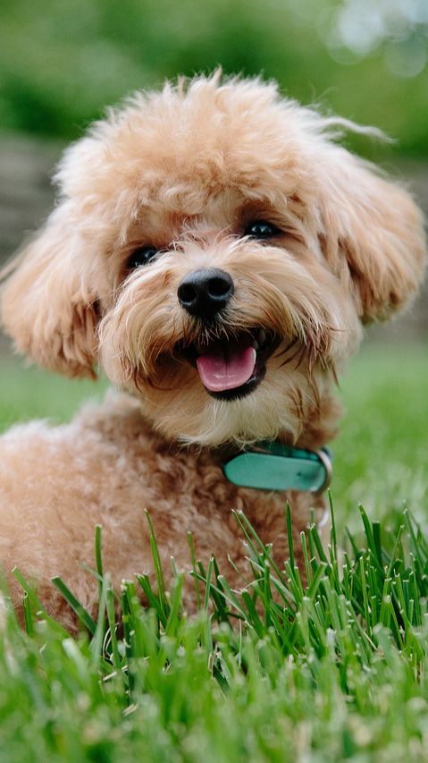 10 Jenis Anjing Kecil yang Lucu, Cocok untuk jadi Teman di Rumah