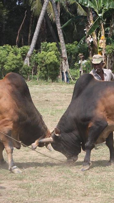 Mengenal Tradisi Toktok, Aduan Sapi Musim Kemarau di Masalembu Sumenep