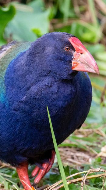 Sempat Dinyatakan Punah, Burung Prasejarah Ini Kembali Hidup Berkeliaran di Alam Bebas