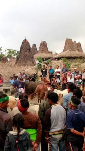 Sempat Viral Diperbincangkan, Apa Sebenarnya Tradisi Kawin Tangkap di Sumba?