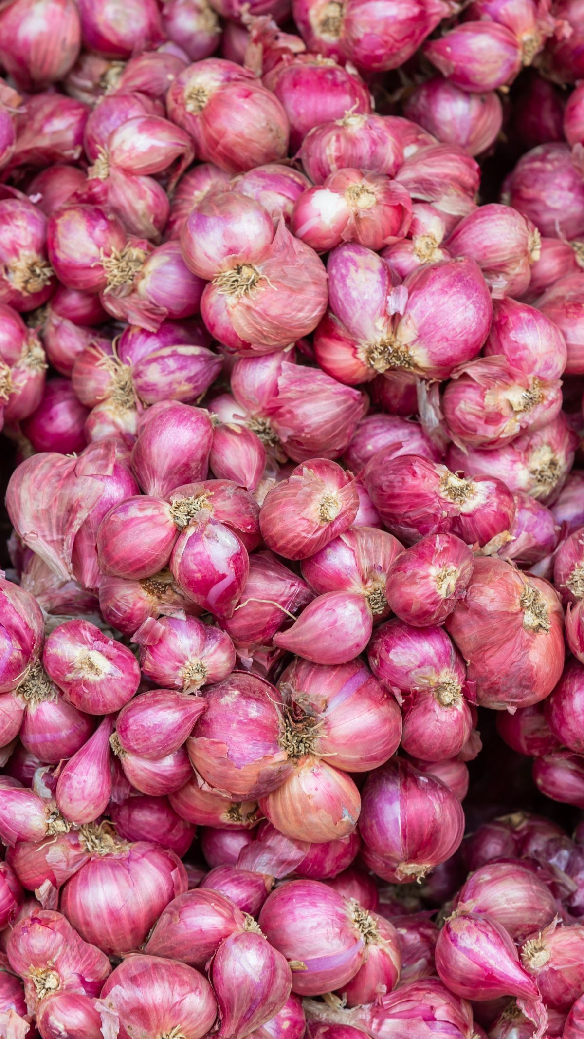 Potret Daerah Penghasil Bawang Merah Unggulan di Jatim, Produktif Sejak Masa Awal Kemerdekaan Indonesia