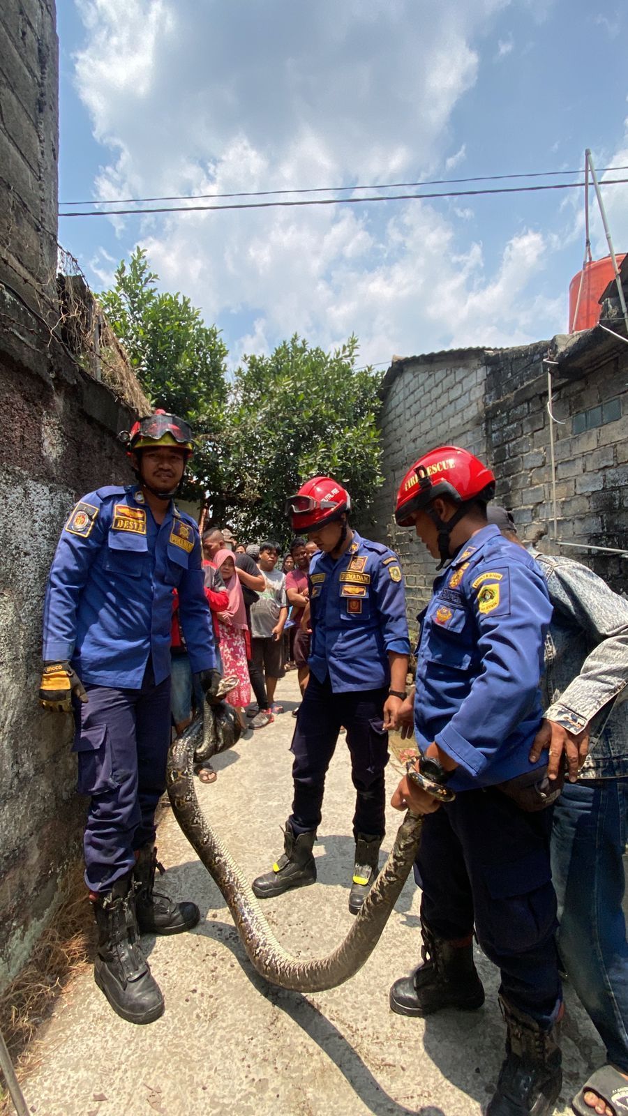 Bikin Panik, Ular Sanca Terjebak di Salurah Air Rumah Warga