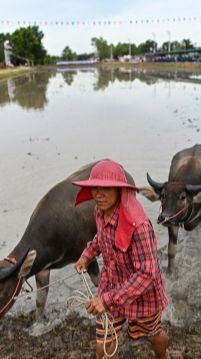 WN India Terlibat Penipuan Jual Beli Daging Kerbau, Kerugian Capai Rp15 Miliar