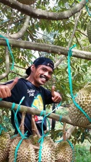 Menjelajahi Kebun Durian Joglo AW di Pati, Surganya Para Pencinta Durian Kelas Premium