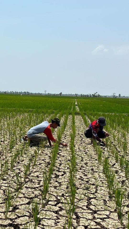 Bantuan Perpompaan Kementan Selamatkan Sawah di Subang Akibat El Nino