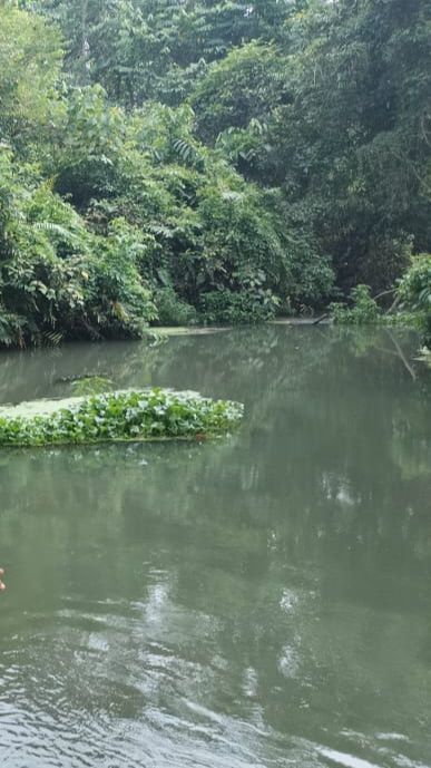 Aksi Dramatis Penyelamatan Kepala Dusun Diterkam Buaya