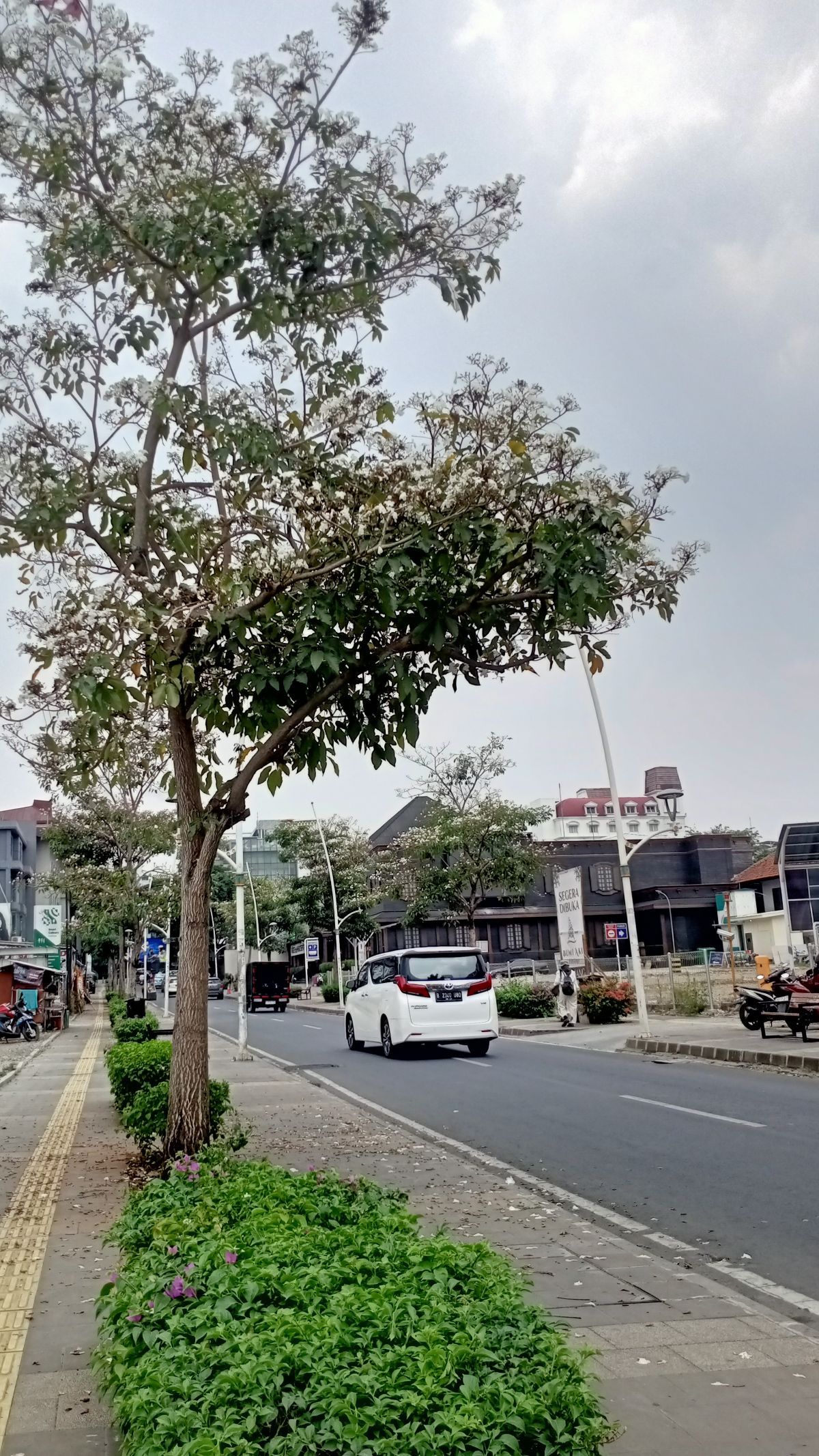 Bunga Tabebuya Mekar di Kemang, Bikin Anak Jaksel Betah: Ini Tuh Bagus Parah