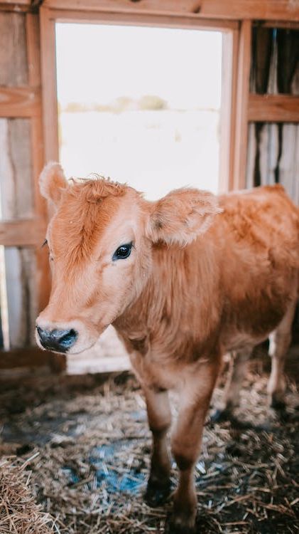 Mengenal Sapi Gumarang, Kesenian Unik yang Gambarkan Suburnya Alam Bandung Barat