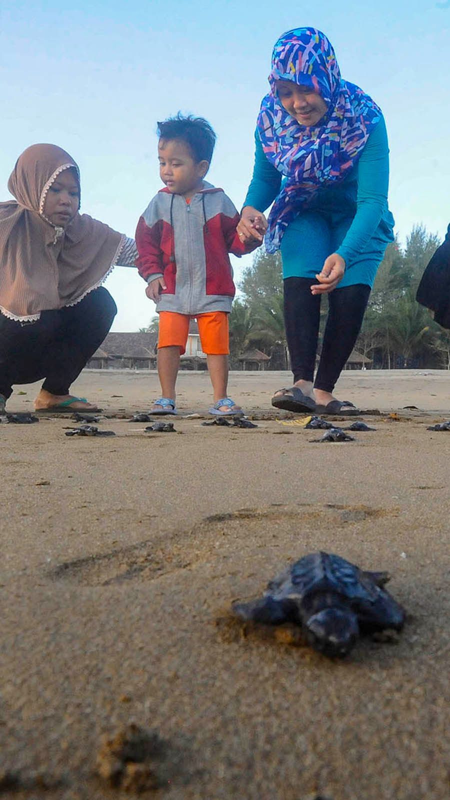 FOTO: Melihat Konservasi Penyu di Kampung Perubahan Iklim Pantai Kili-Kili Trenggalek