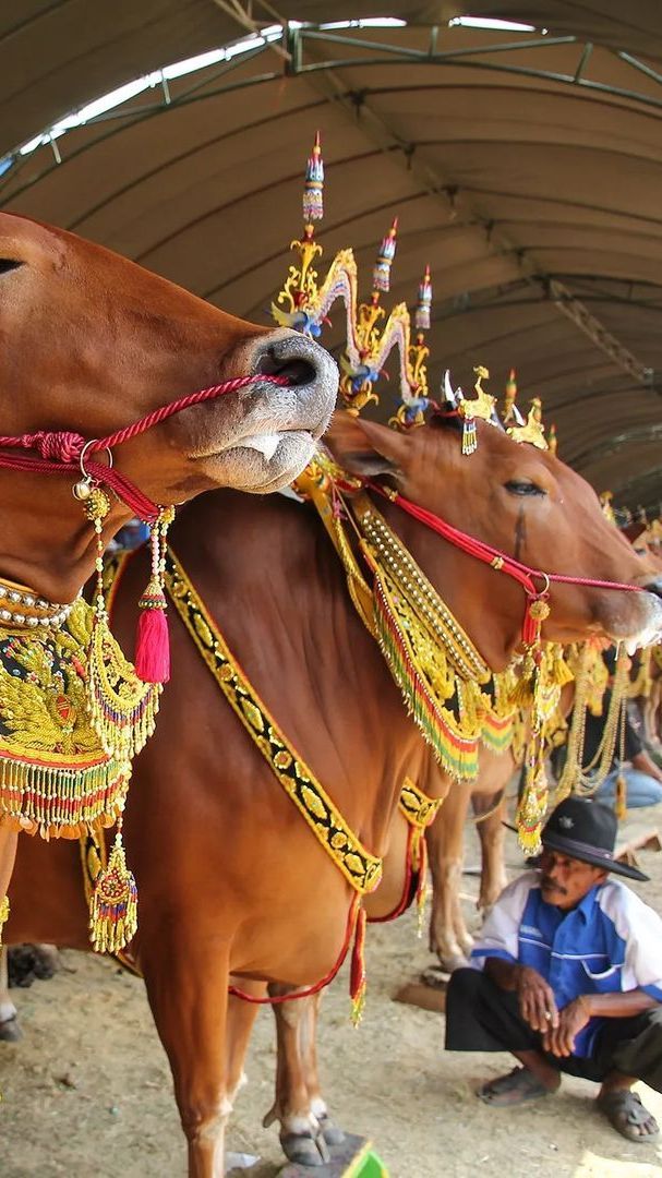 Mengenal Permainan Sapi Sonok Madura, Sapi Tampil Cantik dan Anggun di Pelaminan