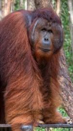 Miris, Video Dua Ekor Orangutan Kurus Kering Melintasi Area Tambang Kutai Timur