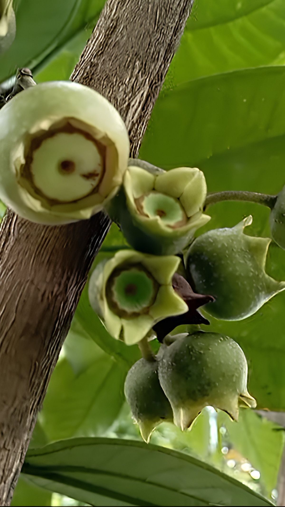 Unik! Ini Deretan Buah dan Tanaman Khas Hutan Baduy, Ada yang Bisa Manipulasi Rasa