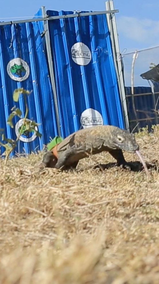 6 Ekor Komodo Hasil Perkawinan 'Rangga' dan 'Rinca' Dilepasliarkan di Habitat Aslinya