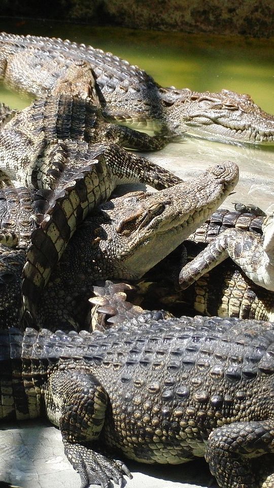 Nyaris Memakan Korban, Buaya Sepanjang 3,5 Meter di Mandailing Natal Ditangkap Warga