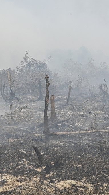 Gubernur Sumsel Janji Tak Akan Keluarkan Izin Alih Fungsi Lahan Gambut jadi Kebun Sawit