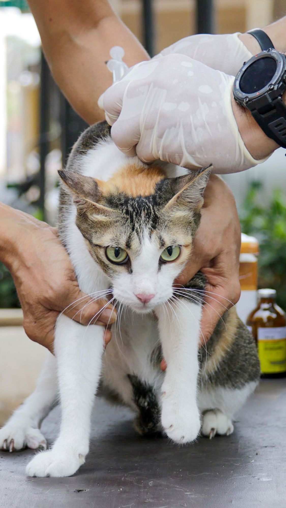 FOTO: Antusiasme Pemilik Hewan Serbu Vaksinasi Rabies Gratis di Tebet